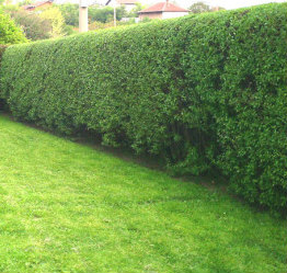 Hedges after Trimming